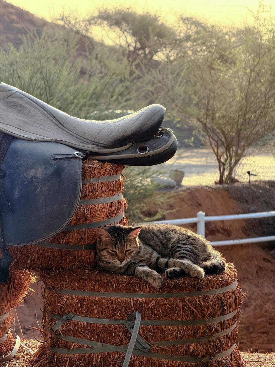 The Cat Who Couldn't Meow: A Story About Being Yourself