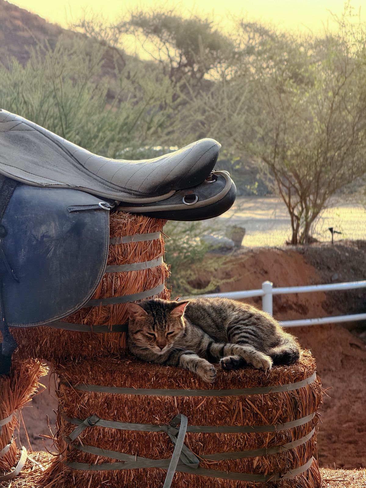 The Cat Who Couldn't Meow: A Story About Being Yourself